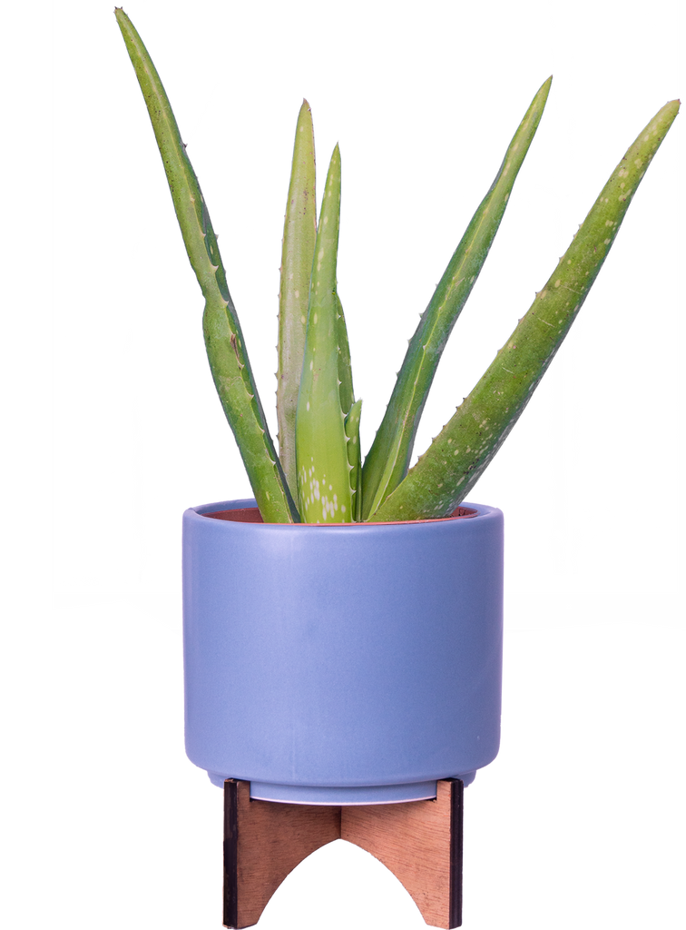 pots for aloe vera plant Aloe Vera | 4" Pot | Easy Care Houseplant