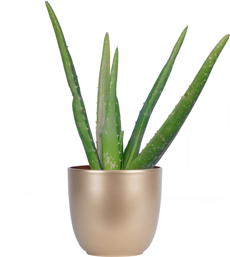 type of pot for aloe plant Aloe Vera (S)