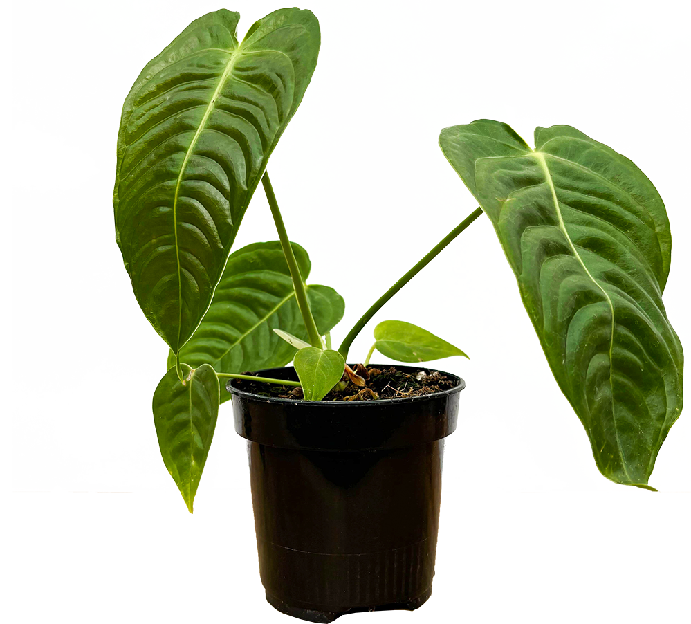 king anthurium plant Anthurium Veitchii | King Anthurium | 4" Pot | Easy Care Houseplant