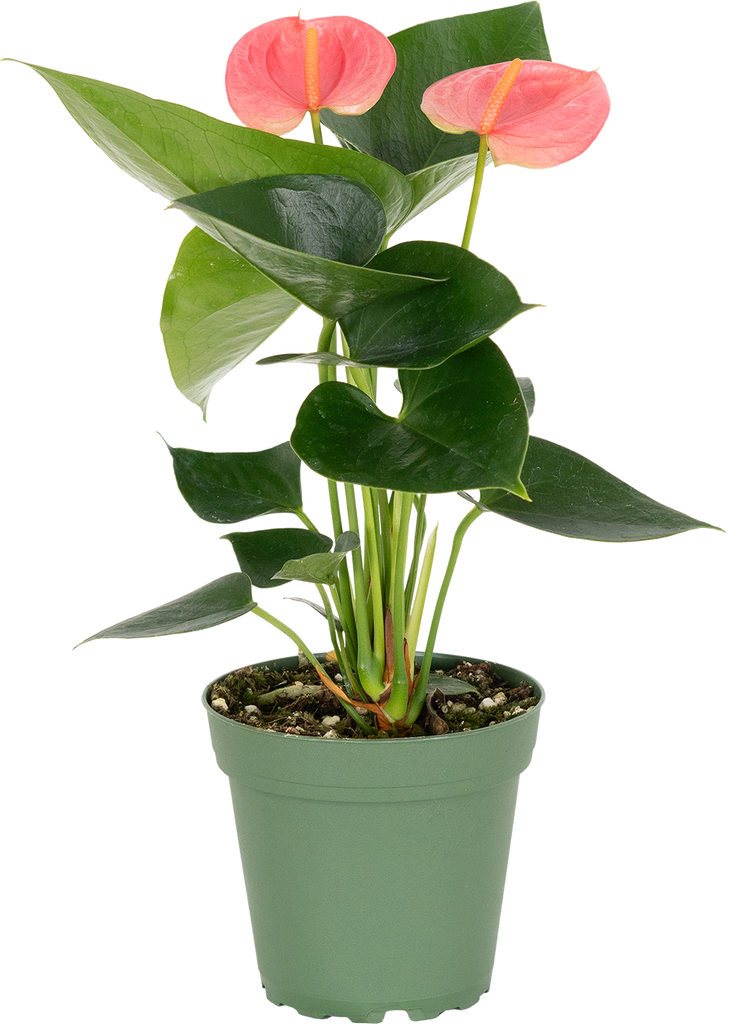 Pink Anthurium | Flamingo Lily | 4