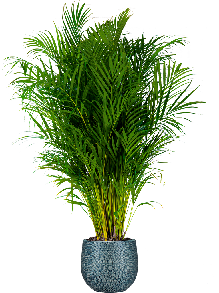 areca palm buy melbourne Areca Palm | 10" Pot | Pet Friendly Houseplant