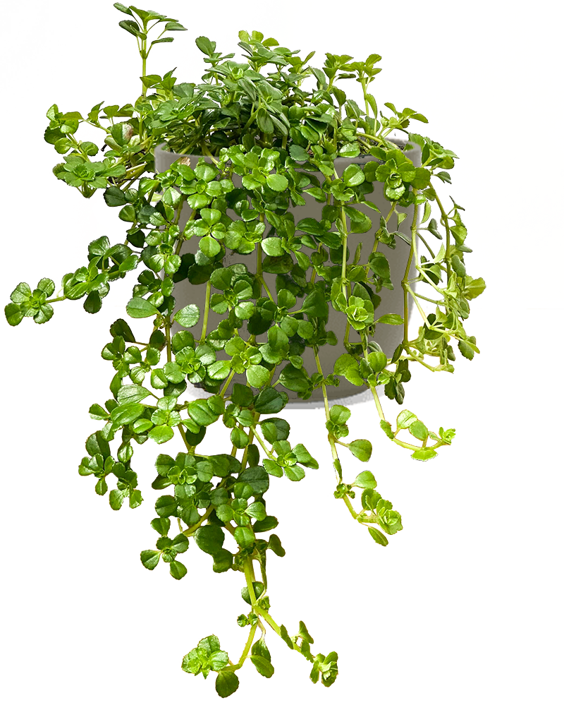 Soleirolia Soleirolii