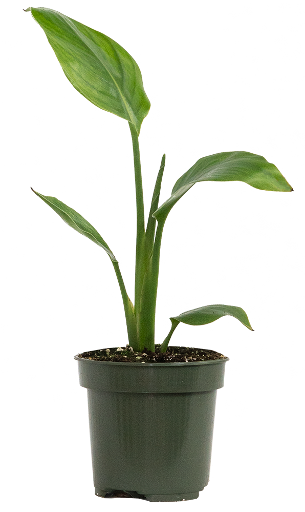 Strelitzia | Bird of Paradise
