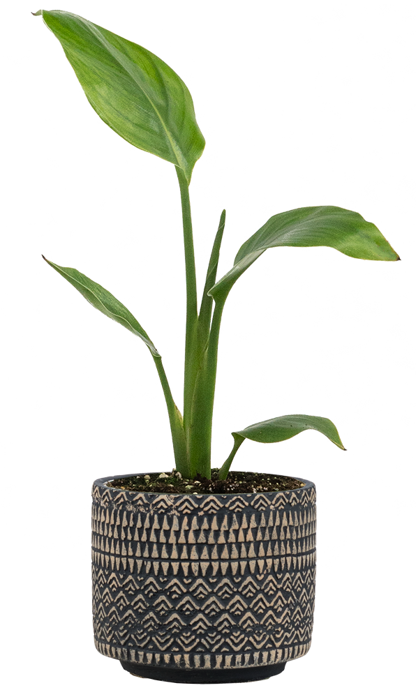 Strelitzia | Bird of Paradise