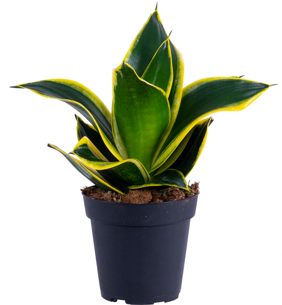 sansevieria banded nelsonii Sansevieria Black Gold Hahnii | Birds Nest Snake Plant | 4" Pot | Easy Care Houseplant