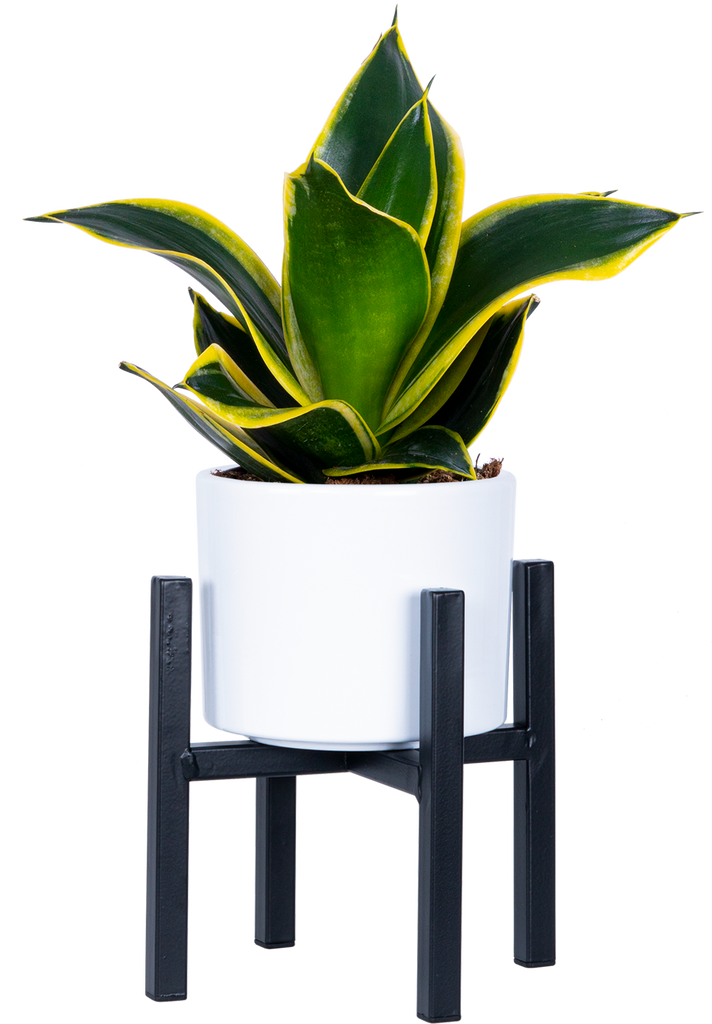 robusta black birdsnest snake plant Sansevieria Black Gold Hahnii | Birds Nest Snake Plant | 4" Pot | Easy Care  Houseplant