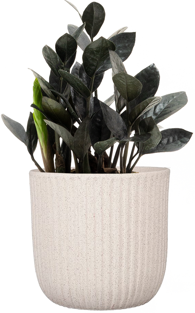 Zamioculcas Black Raven | ZZ Plant | 6