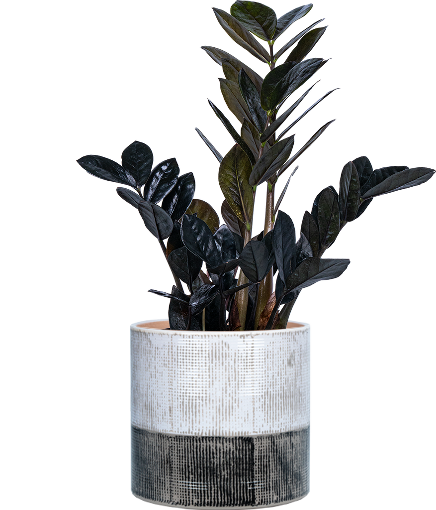 S.S PLANTS　653035 サイドアクリルブラック BlackRavenzztwotone_c7ff065a-