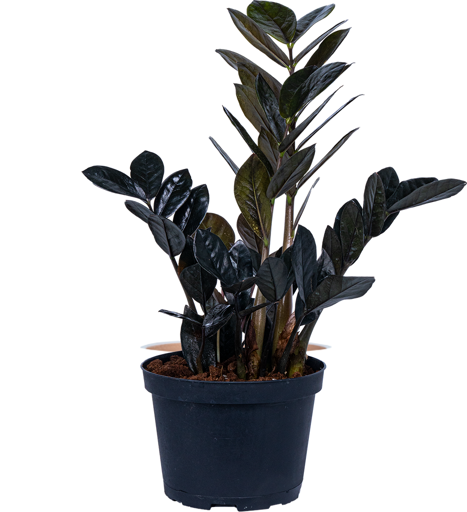 raven zz plant in planter Zamioculcas Black Raven | ZZ Plant | 8" Pot | Easy Care Houseplant