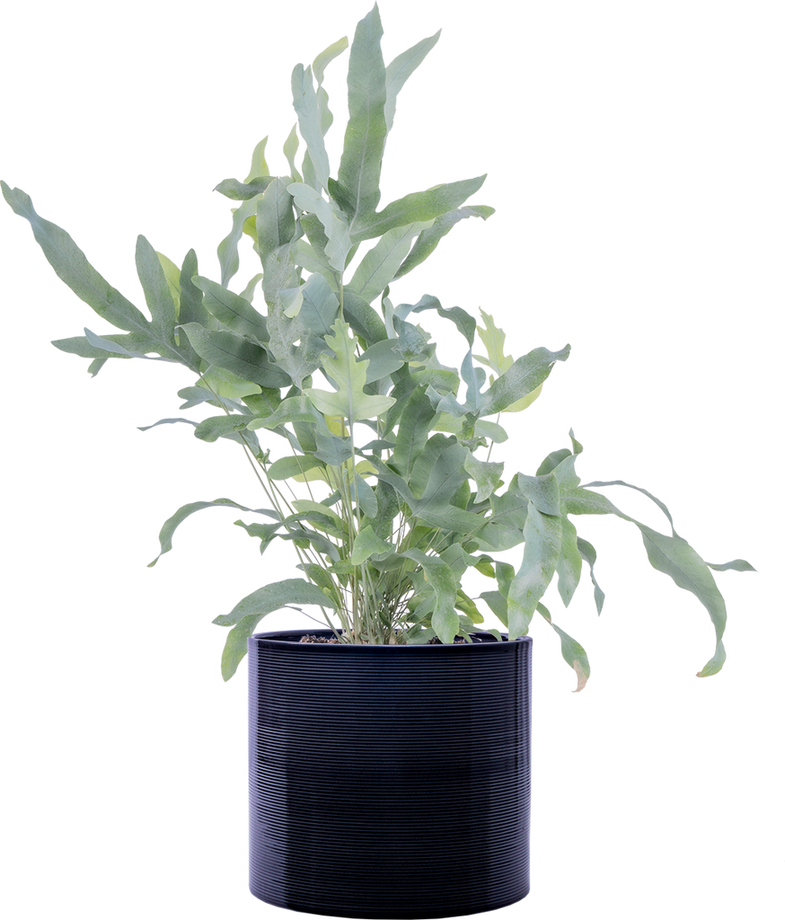 phlebodium aureum blue star fern Phlebodium Aureum | Blue Star Fern | 6" Pot | Pet Friendly Houseplant