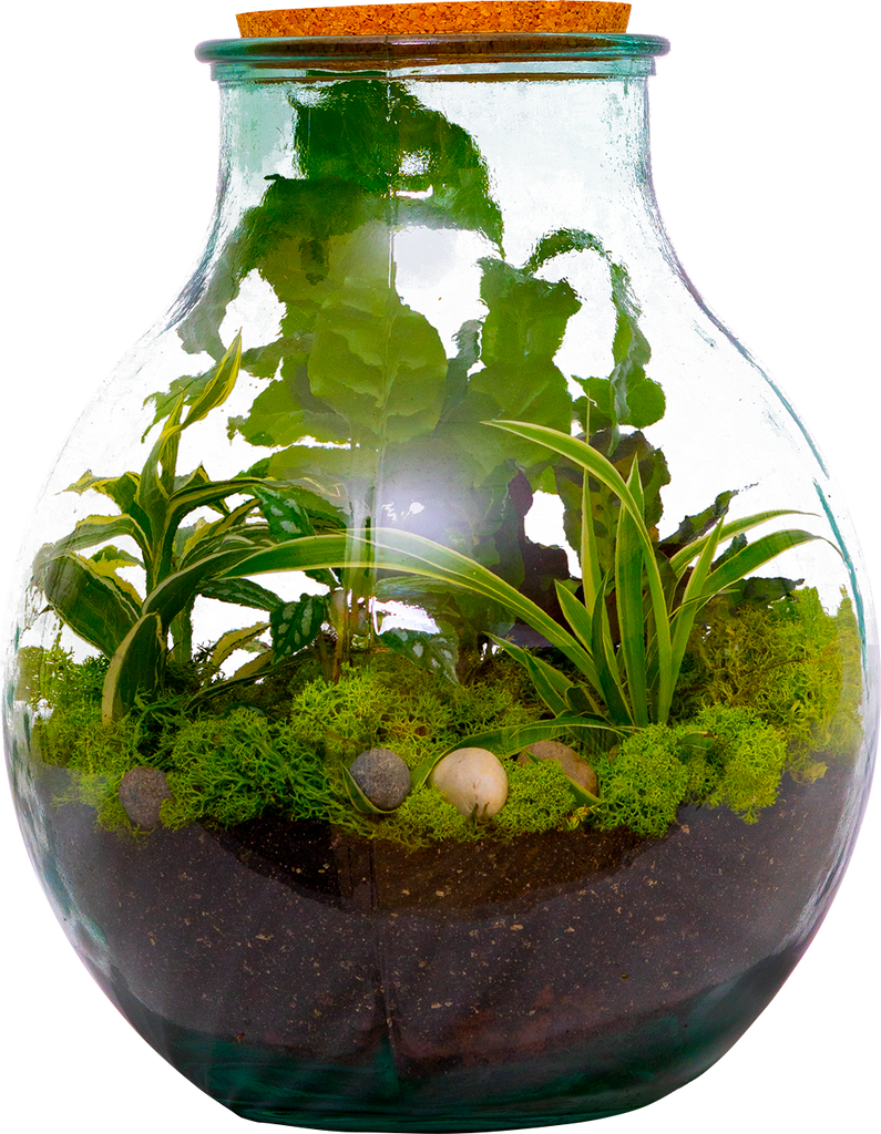 artificial plant terrarium Boris the Terrarium | L | 8" Pot | Easy Care Houseplant
