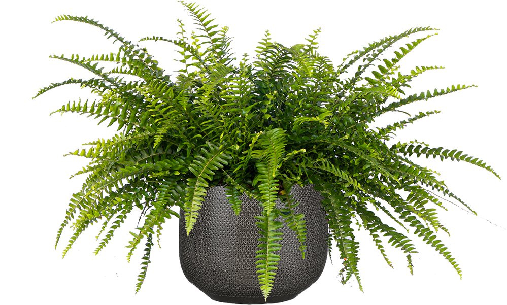 nephrolepis indoor plant Nephrolepis Exaltata | Boston Fern | 8" Pot