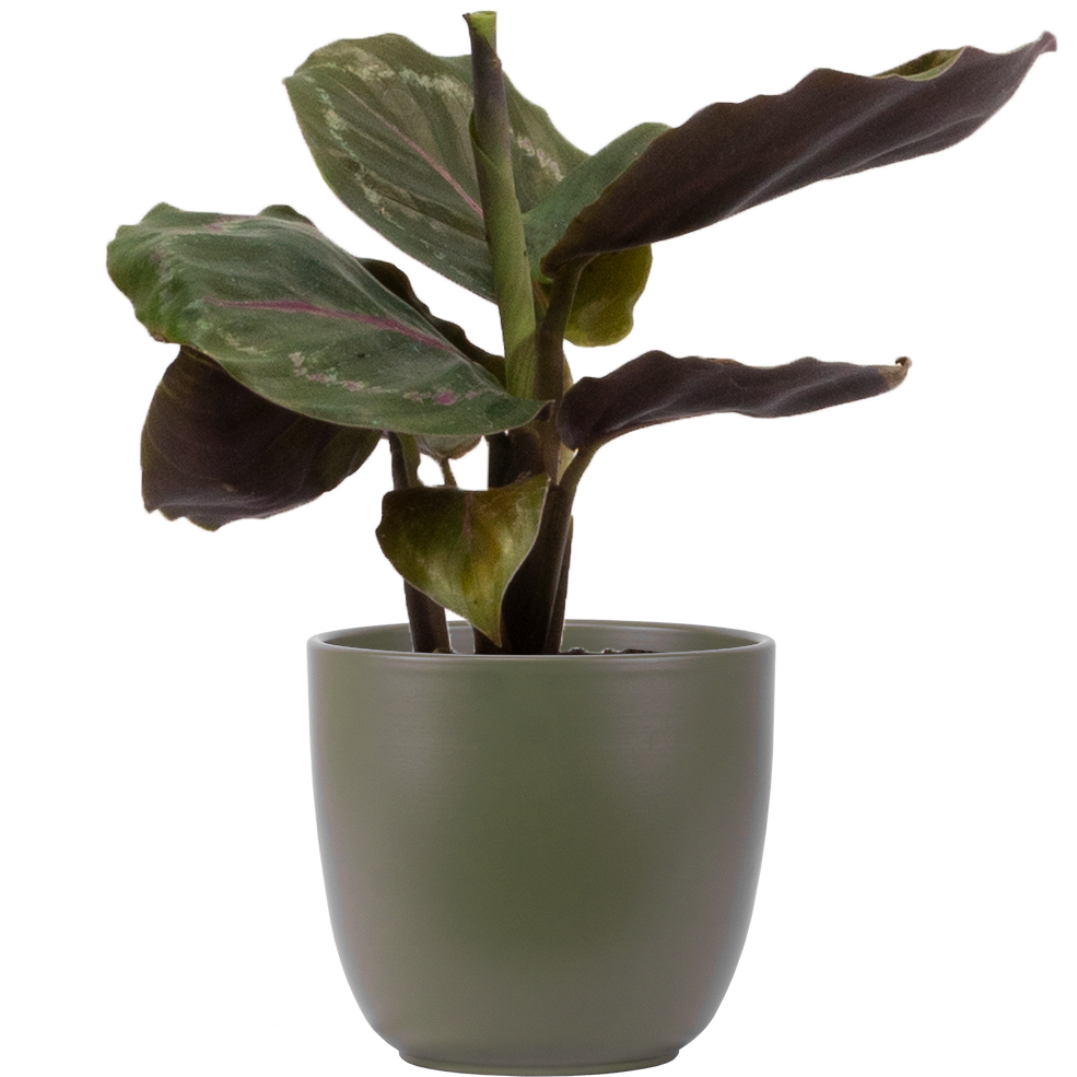 Calathea Medallion (XS)