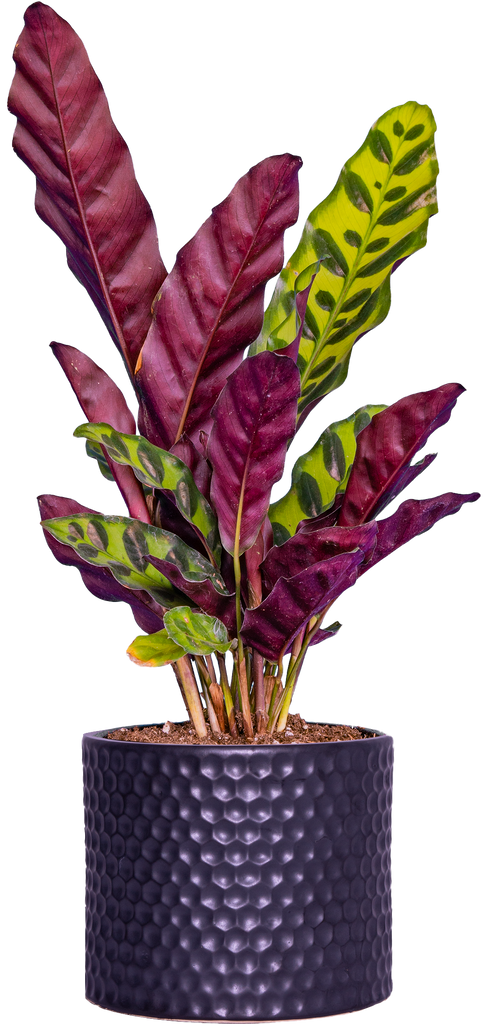 Calathea Lancifolia | Rattlesnake | 4