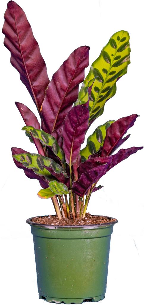 rattlesnake plant fertilizer Calathea Lancifolia | Rattlesnake | 4" Pot | Pet Friendly Houseplant