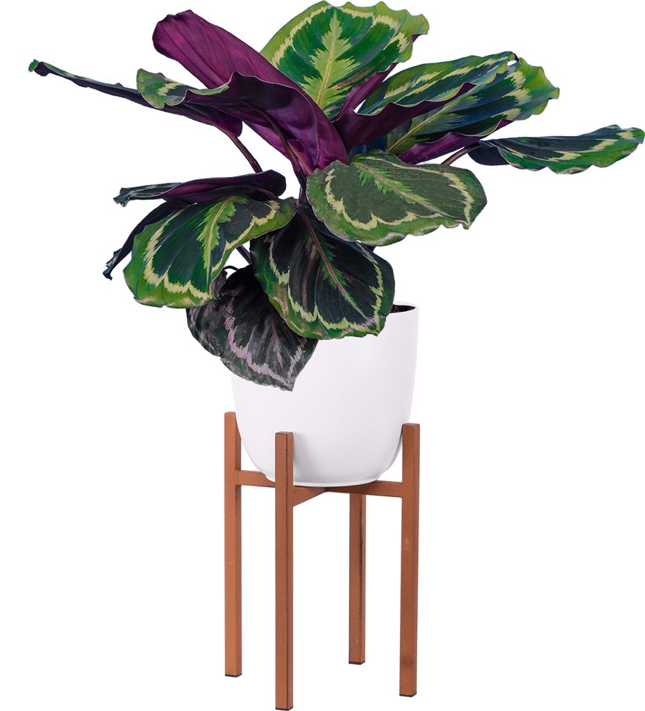 Calathea Medallion (M)