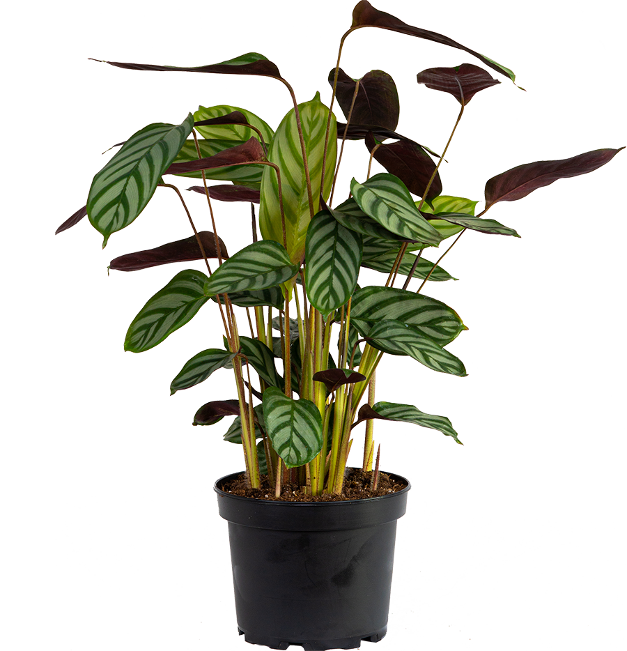 Ctenanthe Oppenheimer | Prayer plant | 6