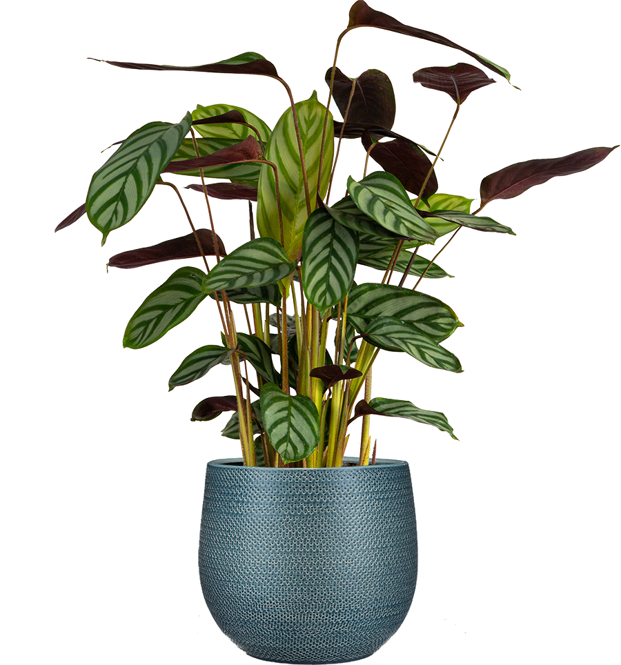 ctenanthe calathea Ctenanthe Oppenheimer | Prayer plant | 6