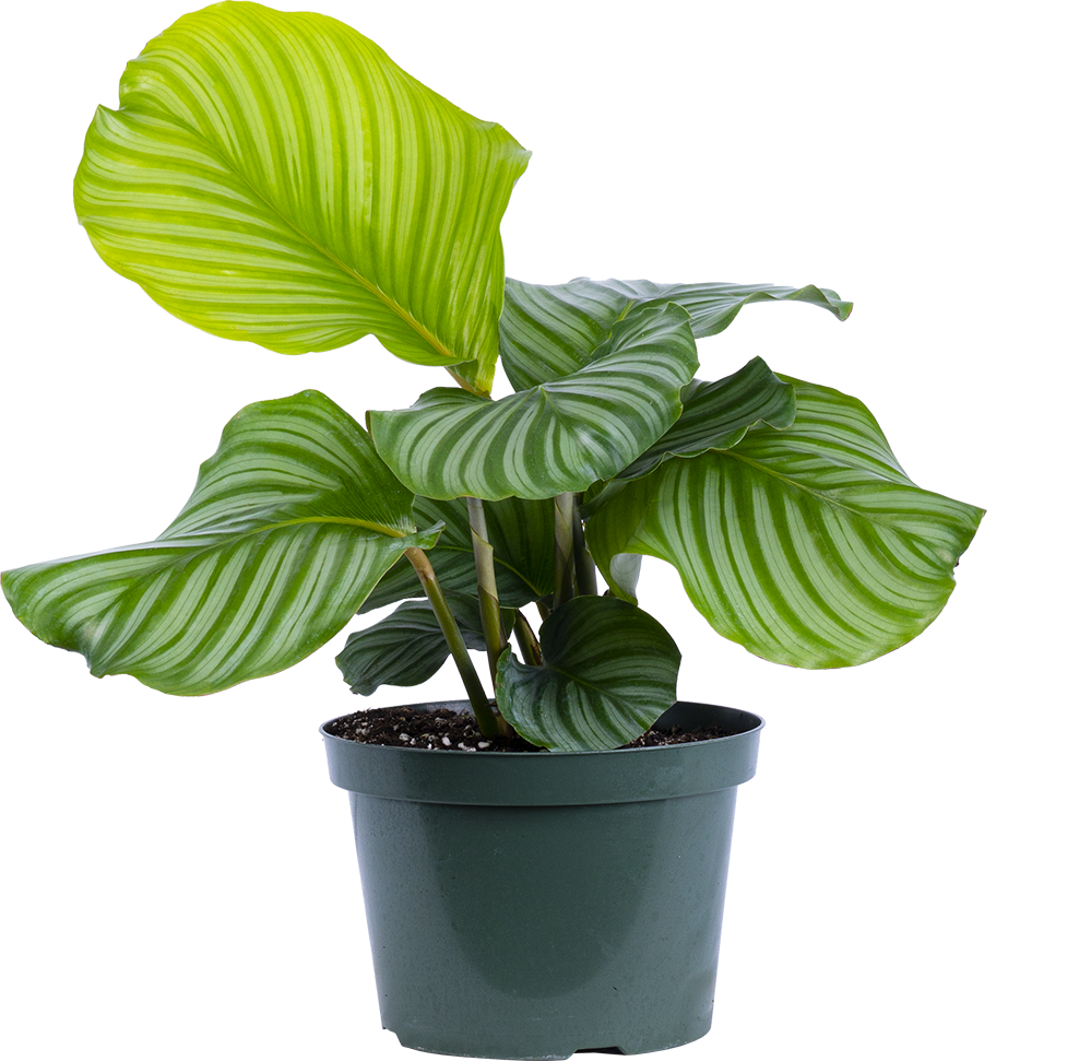 Calathea Orbifolia (XL)
