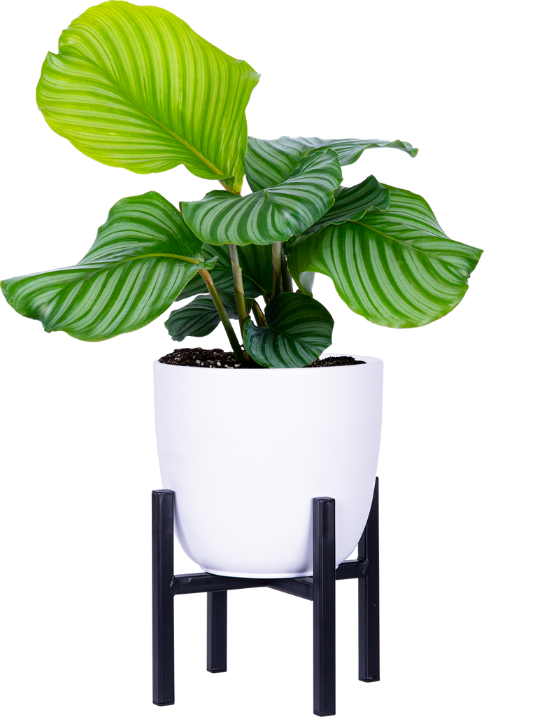 Calathea Orbifolia (XL)