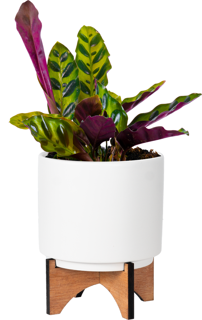 Calathea Lancifolia | Rattlesnake | 4" Pot | Pet Friendly Houseplant |  Plantsome