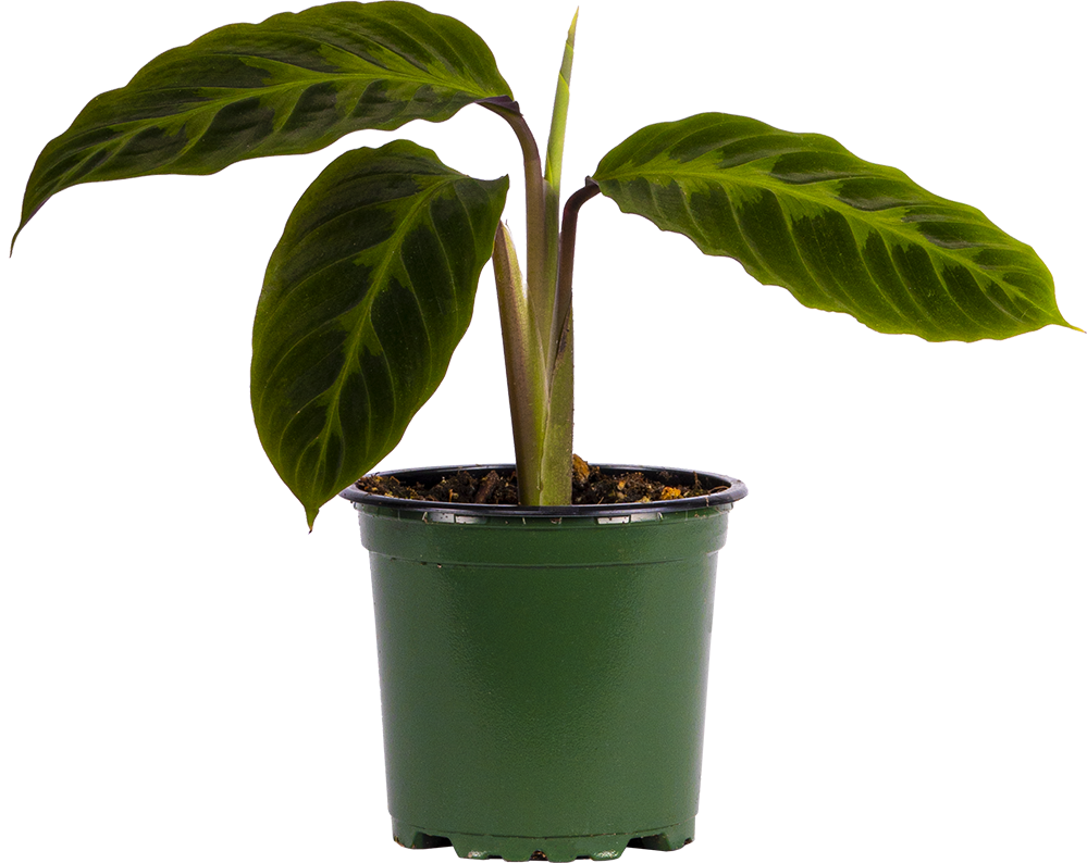 Calathea Warscewiczii | 4