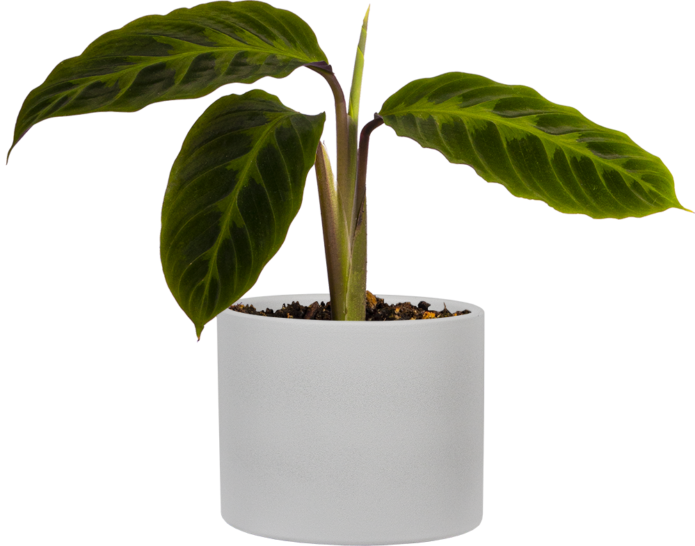 calathea warscewiczii care Calathea Warscewiczii | 4