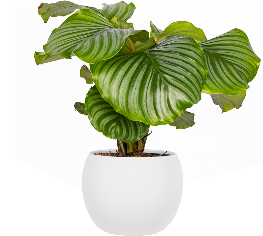 Calathea Orbifolia | 6