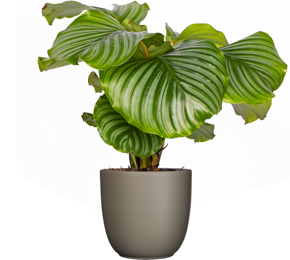 Calathea Orbifolia | 6