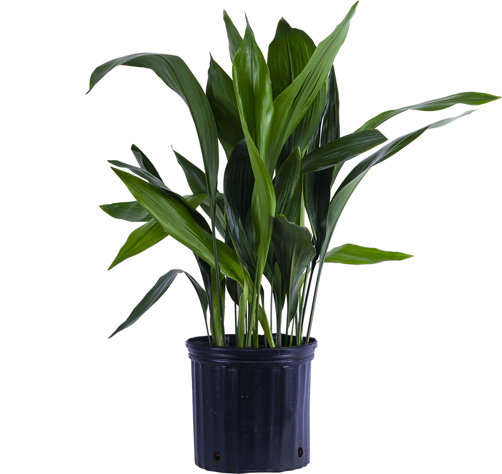 Aspidistra