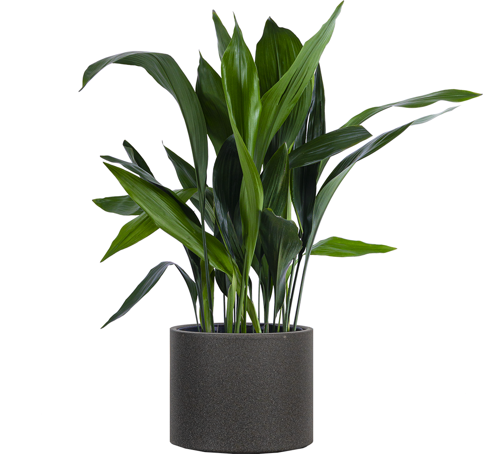 Aspidistra | Cast Iron Plant | 10
