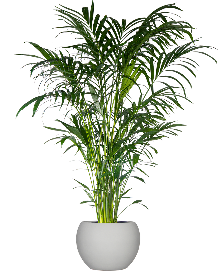 chamaedorea cataractarum cat palm Cat Palm | Chamaedorea Cataractarum | 10" Pot | Pet Friendly Houseplant