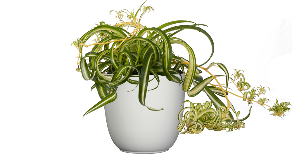 chlorophytum curly spider plant Spider Plant | Chlorophytum Comosum | 6" Pot
