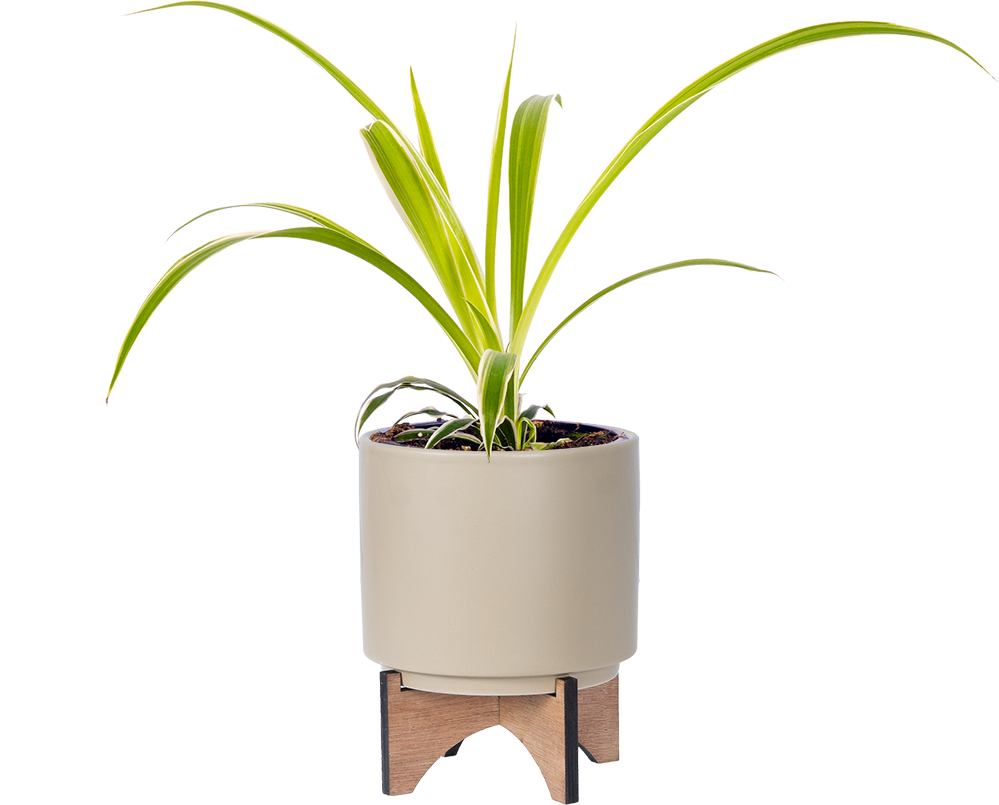 hb spider plant Spider Plant | Chlorophytum | 4" Pot