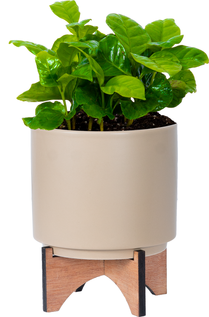 coffee plant air purifier Coffea Arabica | Coffee Plant | 4" Pot | Easy Care Houseplant