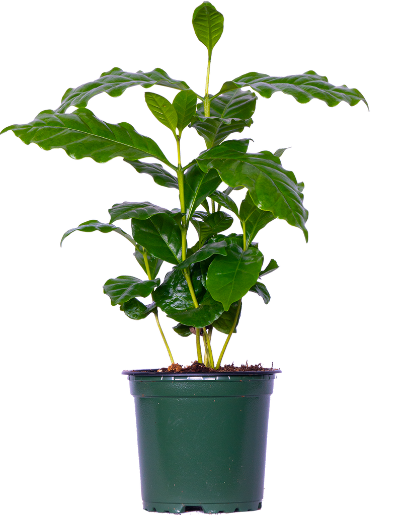 coffee plant air purifier Coffea Arabica | Coffee Plant | 4" Pot | Easy Care Houseplant