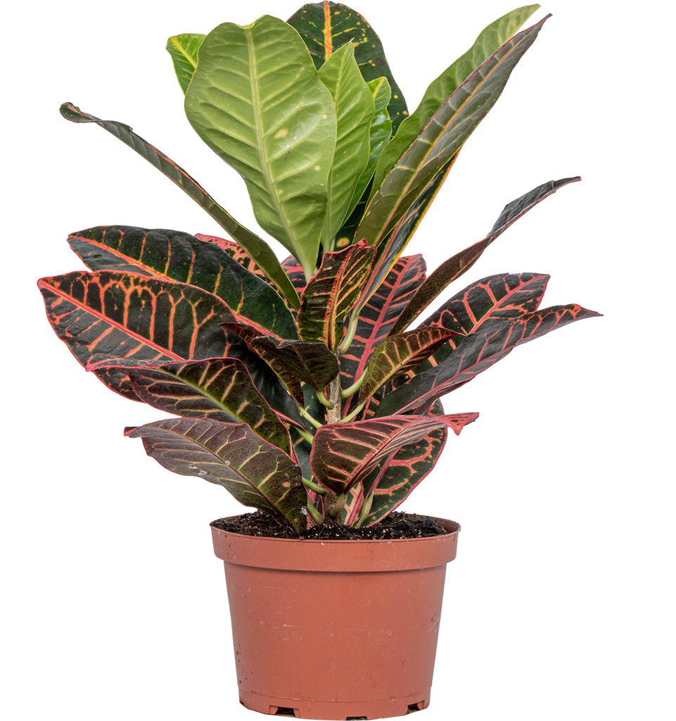 croton mammy planta Croton Petra (M)