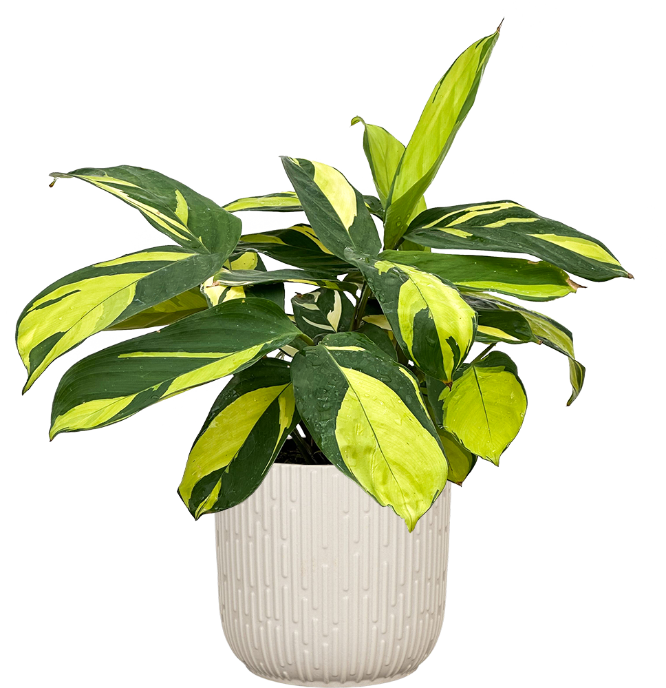 Ctenanthe lubbersiana