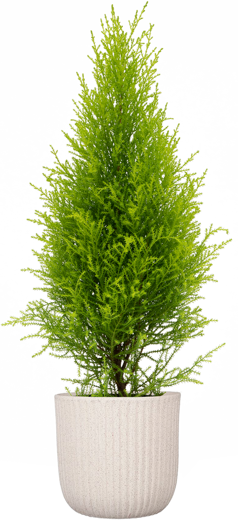cypress house plant Lime Cypress | 6" Pot | Houseplant