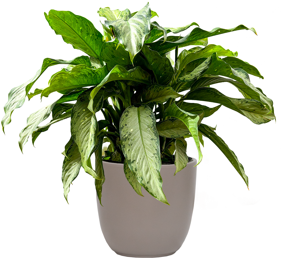 dieffenbachia water Dieffenbachia Tropic Rain | 10