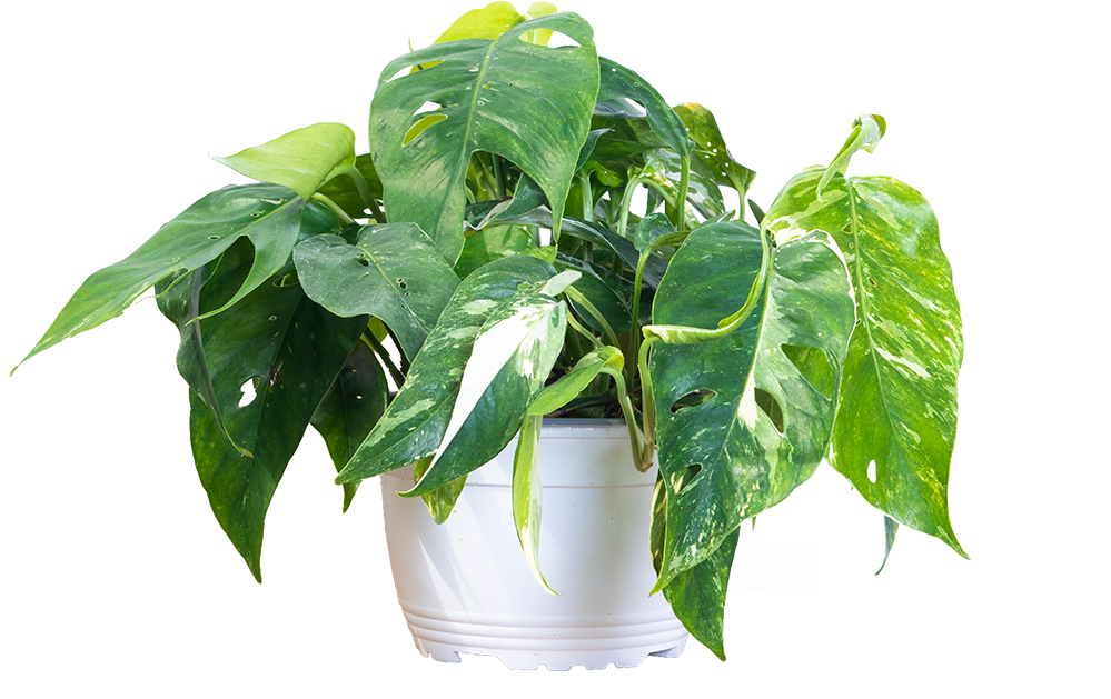 Epipremnum Pinnatum | Variegated Dragon Tail | 6