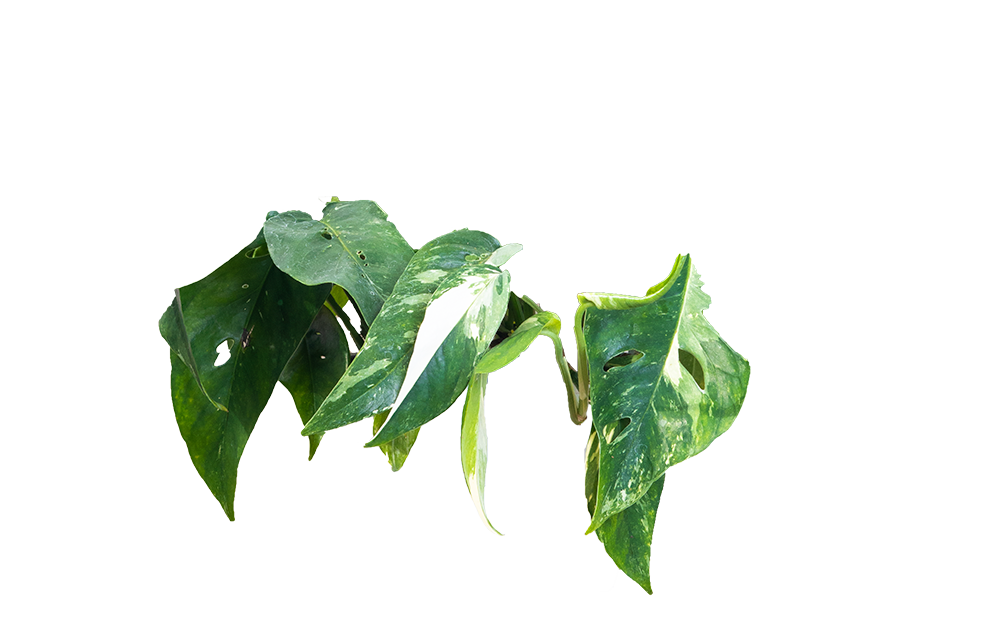 philodendron dragon tail variegated Epipremnum Pinnatum | Variegated Dragon Tail | 6