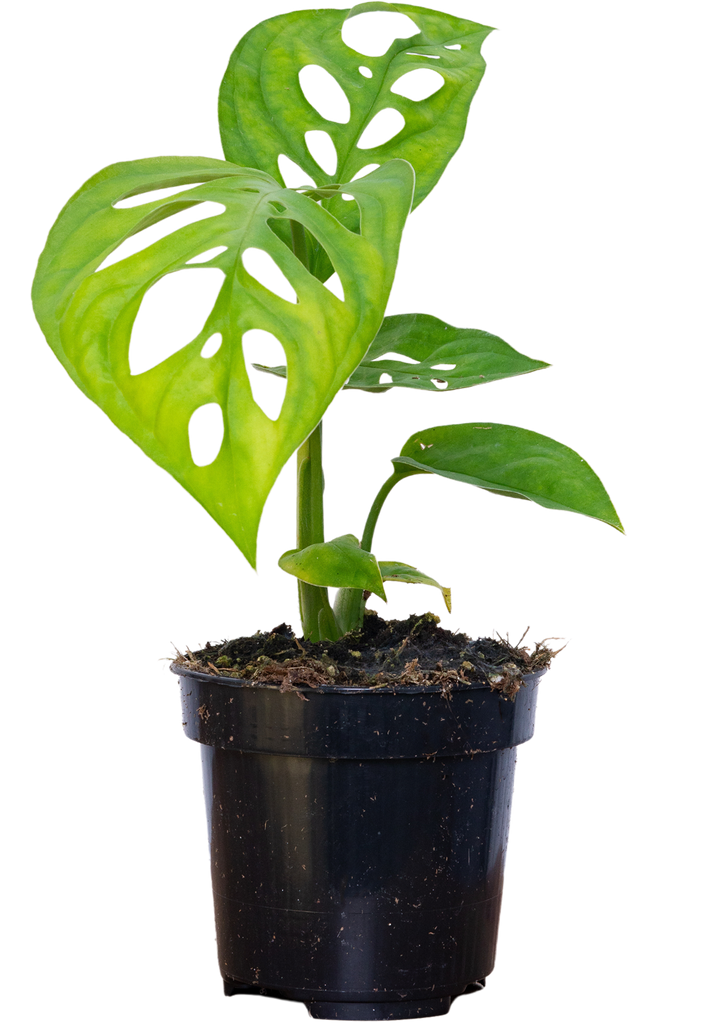 Monstera Epipremnoides | Esqueleto Swiss Cheese | 4