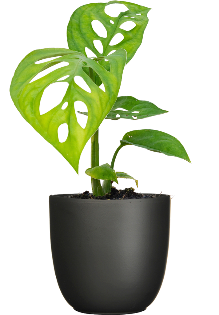 Monstera Epipremnoides | Esqueleto Swiss Cheese | 4