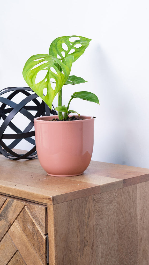 Monstera Epipremnoides | Esqueleto Swiss Cheese | 4