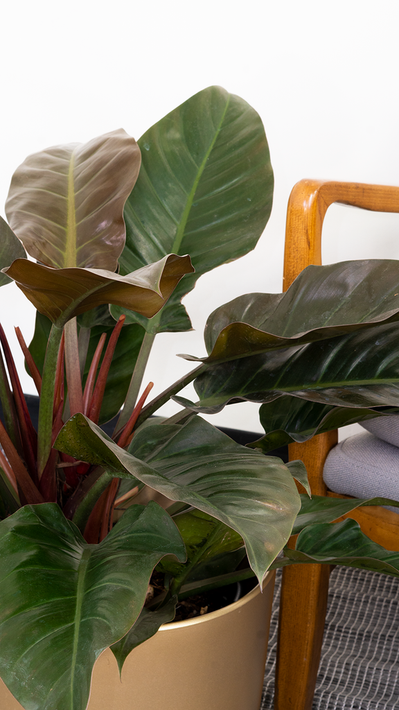 philodendron imperial red brown leaves Philodendron Imperial Red | 4" Pot | Easy Care Houseplant