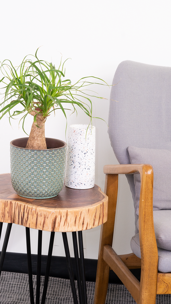 palm ponytail stump Ponytail Palm Stump | Beaucarnea | 6" Pot | Pet Friendly And Easy Care Houseplant
