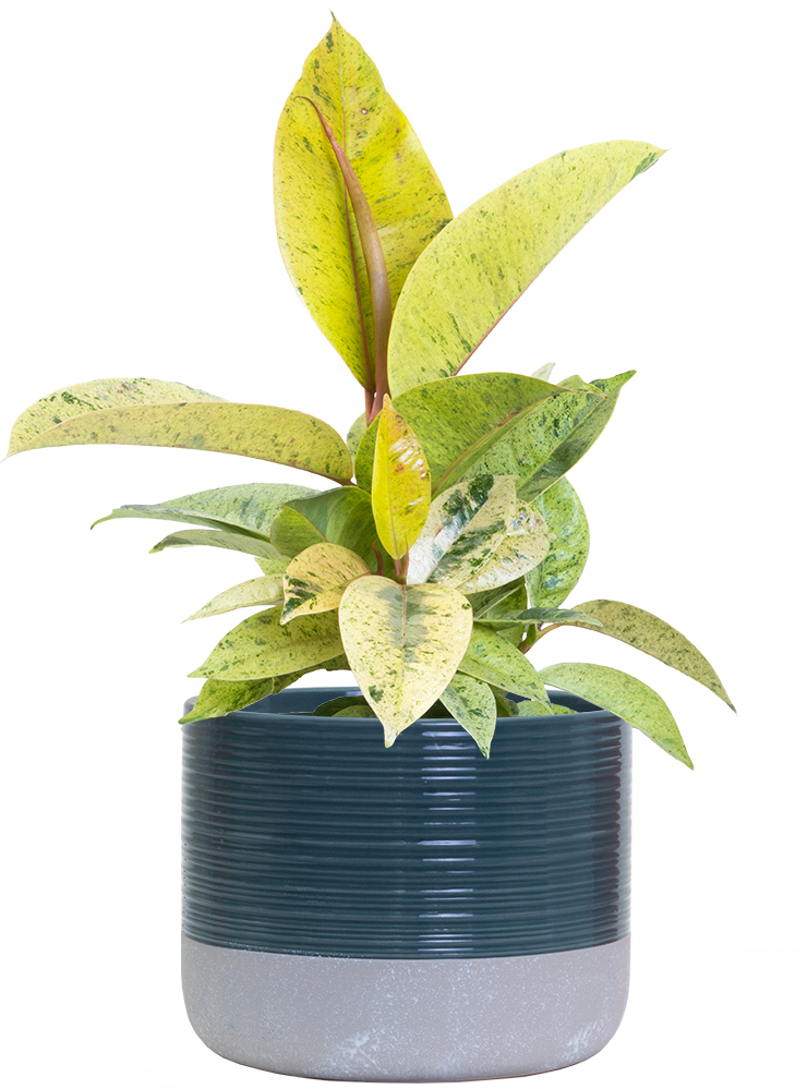 rubber tree moonshine Ficus Shivereana Moonshine | Rubber Tree | 6" Pot | Easy Care Houseplant