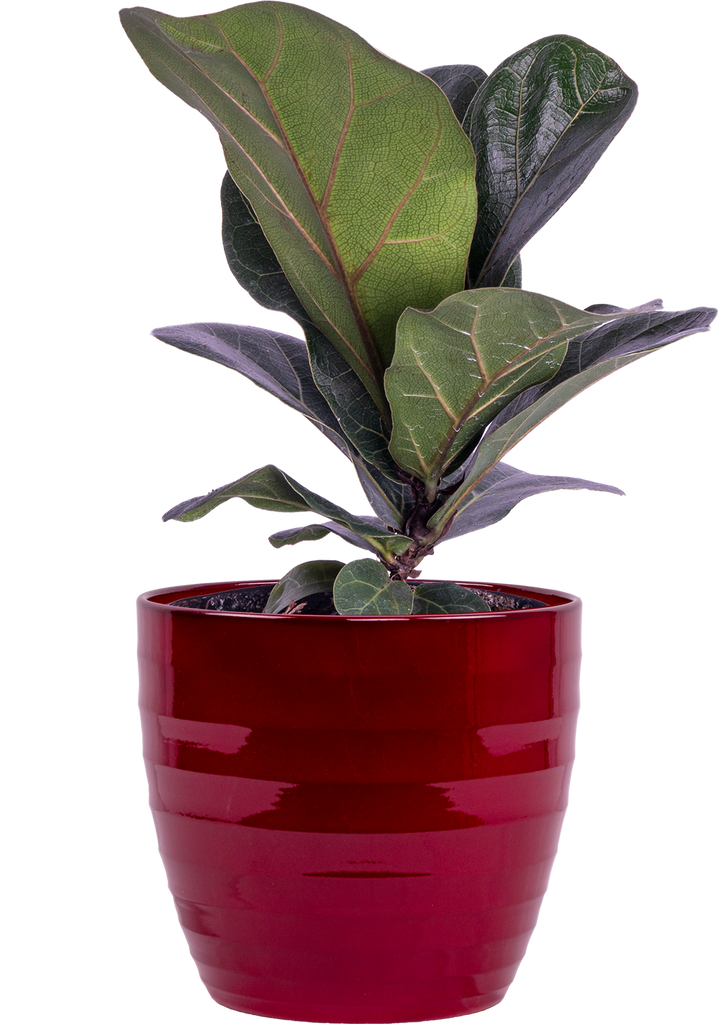 fiddle leaf fig red Ficus Lyrata | Fiddle Leaf Fig | 4" Pot | Houseplant