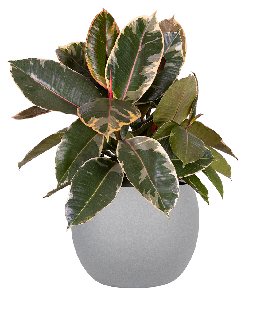 tineke vs ruby rubber tree Ficus Tineke | Rubber Tree | 10" Pot | Easy Care Houseplant